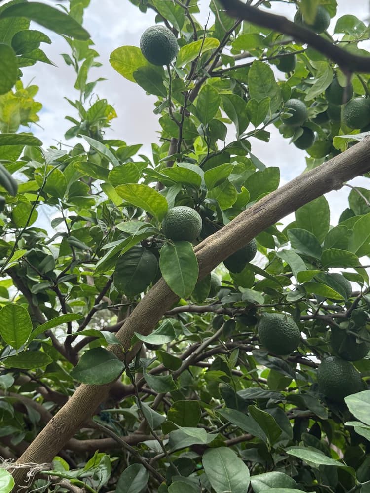 Des agrumes verts mûrissent sur une branche feuillue.