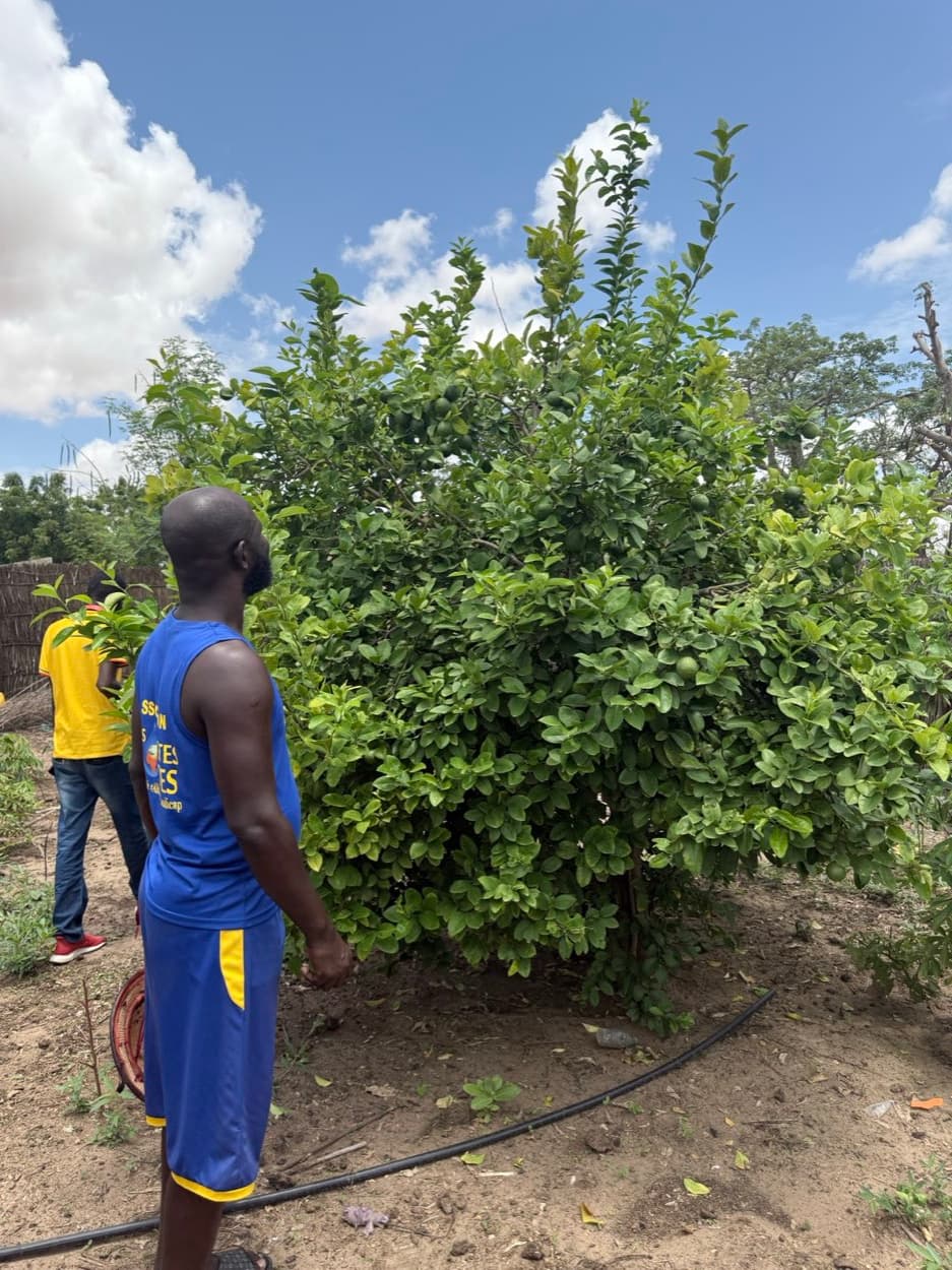 Un homme regarde un grand arbre fruitier au feuillage dense, chargé de petits fruits verts.