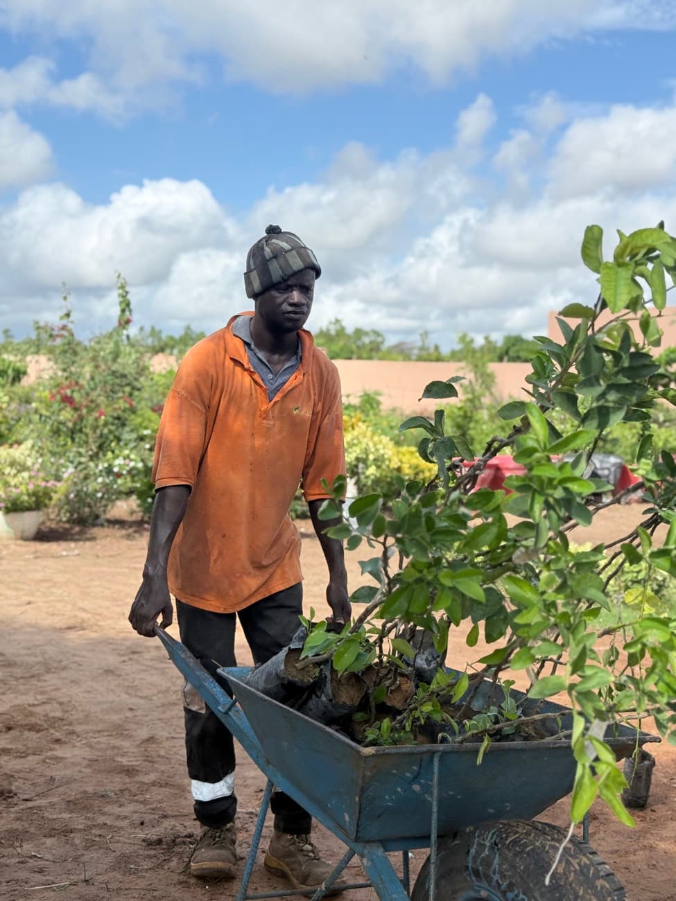 Un jardinier pousse une brouette remplie de jeunes arbres fruitiers.