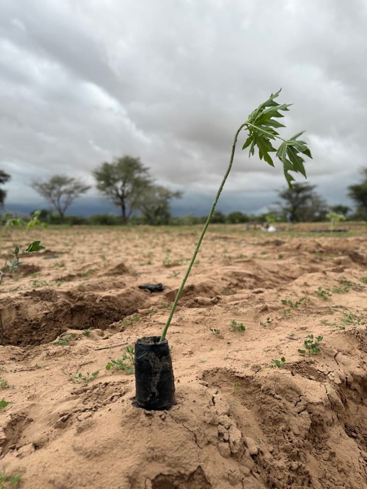 Un jeune arbre tout juste planté dans la terre sèche.