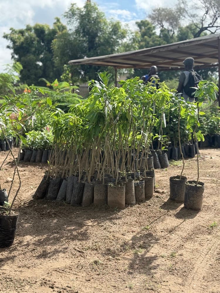 Des dizaines de jeunes plants en sachets attendent à la pépinière.
