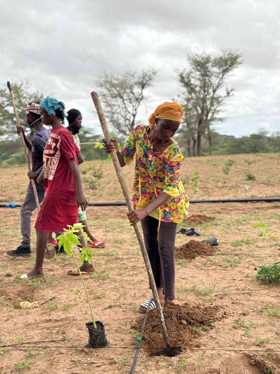 Une femme creuse la terre à la pioche pour planter un jeune arbre, d'autres plantent derrière elle.